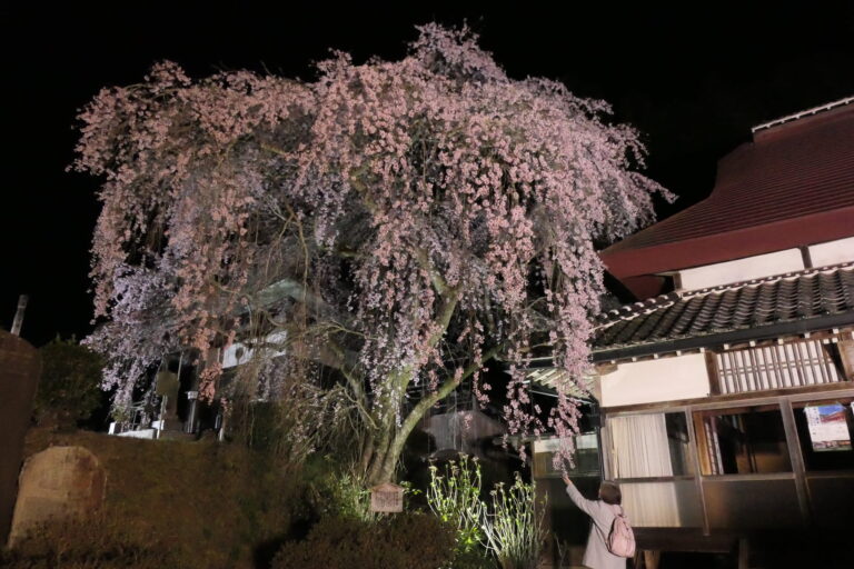 光に照らされ幻想的な雰囲気を醸し出す枝垂れ桜＝岡山県津山市で