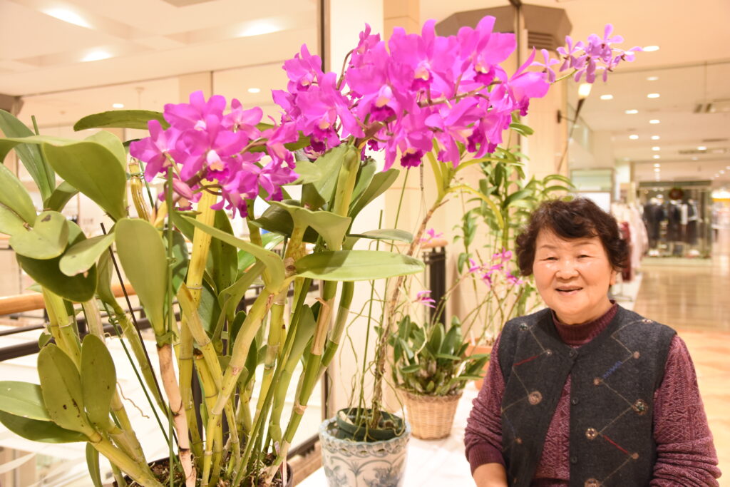 大きな花を咲かせたカトレアポーシャ「カニザロ」