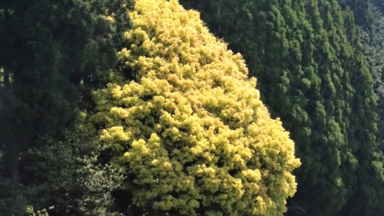 葉が鮮やかな黄色に変わり、水田にも映る七色樫＝鏡野町羽出で