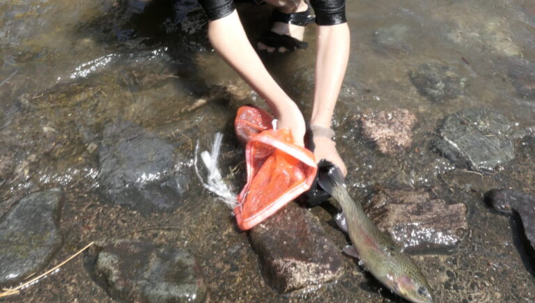 ニジマスを捕まえようとする参加者=岡山県美作市で