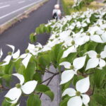 落ち着いた素朴さを醸し出すヤマボウシ＝岡山県津山市、グリーンヒルズ津山付近で