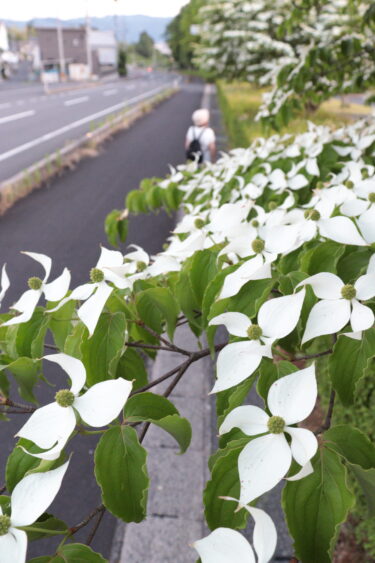 落ち着いた素朴さを醸し出すヤマボウシ＝岡山県津山市、グリーンヒルズ津山付近で