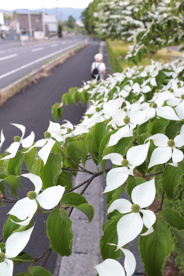 落ち着いた素朴さを醸し出すヤマボウシ＝岡山県津山市、グリーンヒルズ津山付近で