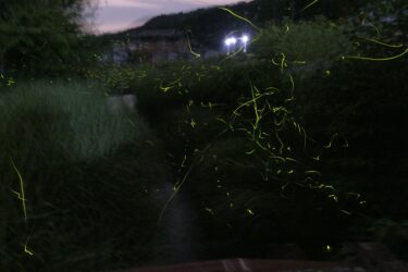 宮部川で飛び交うゲンジボタル=岡山県津山市で
