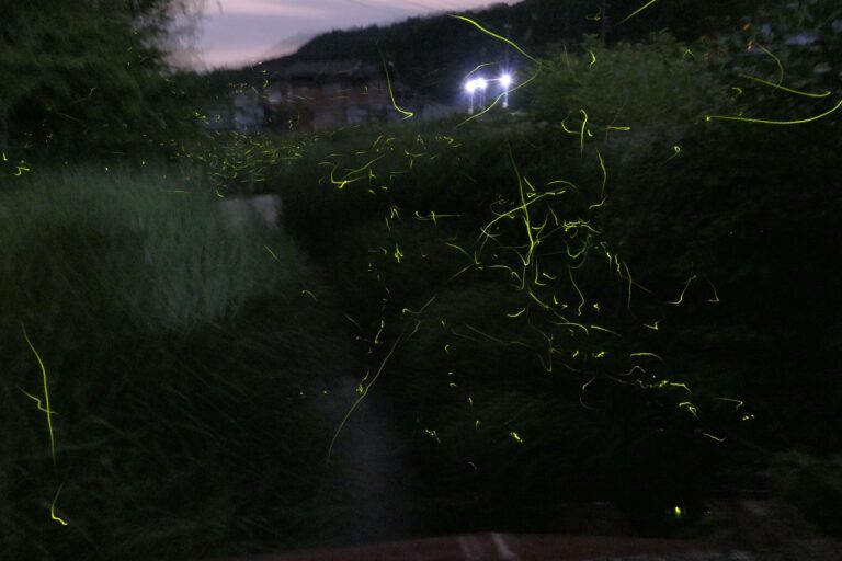 宮部川で飛び交うゲンジボタル=岡山県津山市で
