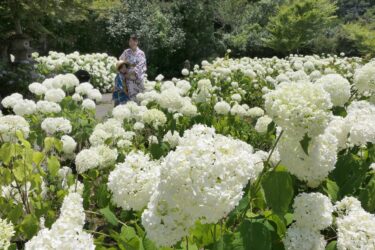 園内に咲き誇る純白のアジサイ「アナベル」=岡山県美咲町で