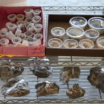 館内で販売されている化石標本