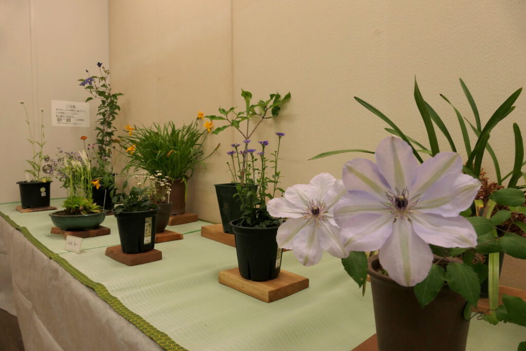 涼しげな雰囲気を醸し出す花々