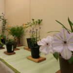 涼しげな雰囲気を醸し出す花々