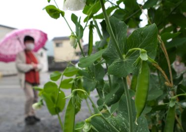 20日は「穀雨」　実りもたらす雨しっとり　サヤエンドウも鮮やかに／岡山・津山市