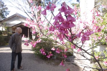 釣鐘状の下向きに閉じた半開きの形で花が咲くカンヒザクラが見頃 / 岡山県津山市石山寺