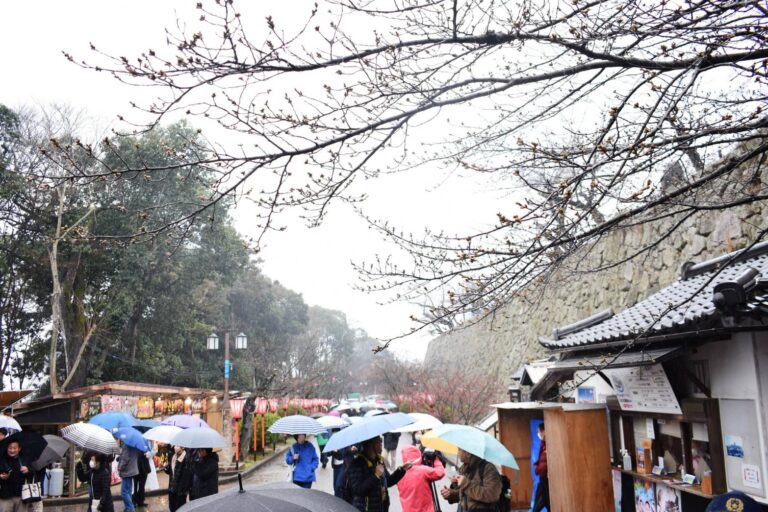 つぼみが雨に濡れる中、開幕した「津山さくらまつり」=2024年3月23日午前10時40分、岡山県津山市で