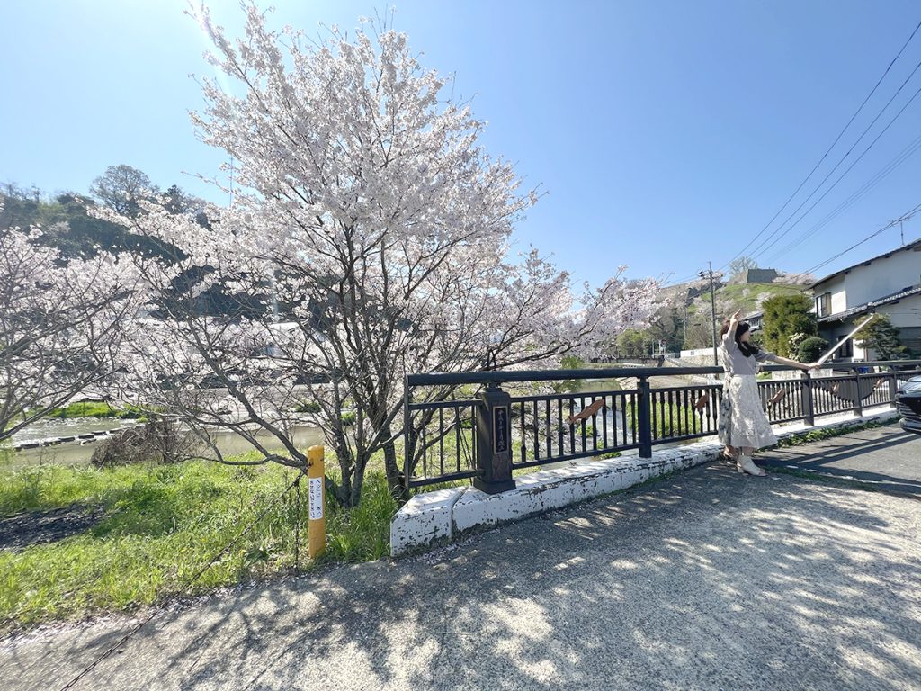 津山市北町（鶴山公園周辺）から眺める桜と津山城＝2023年4月1日午前10時24分