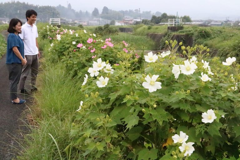 奈義町広岡、フヨウ約２００株が見ごろ