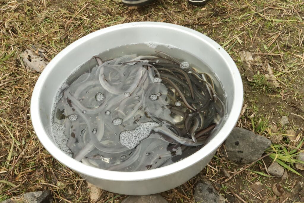 放流したウナギの幼魚