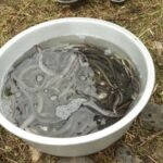 放流したウナギの幼魚