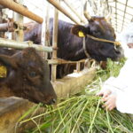 牛へのエサやりを体験する児童=岡山県津山市で