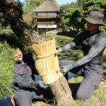 松にこもを巻きつける観光協会の職員