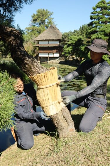 松にこもを巻きつける観光協会の職員