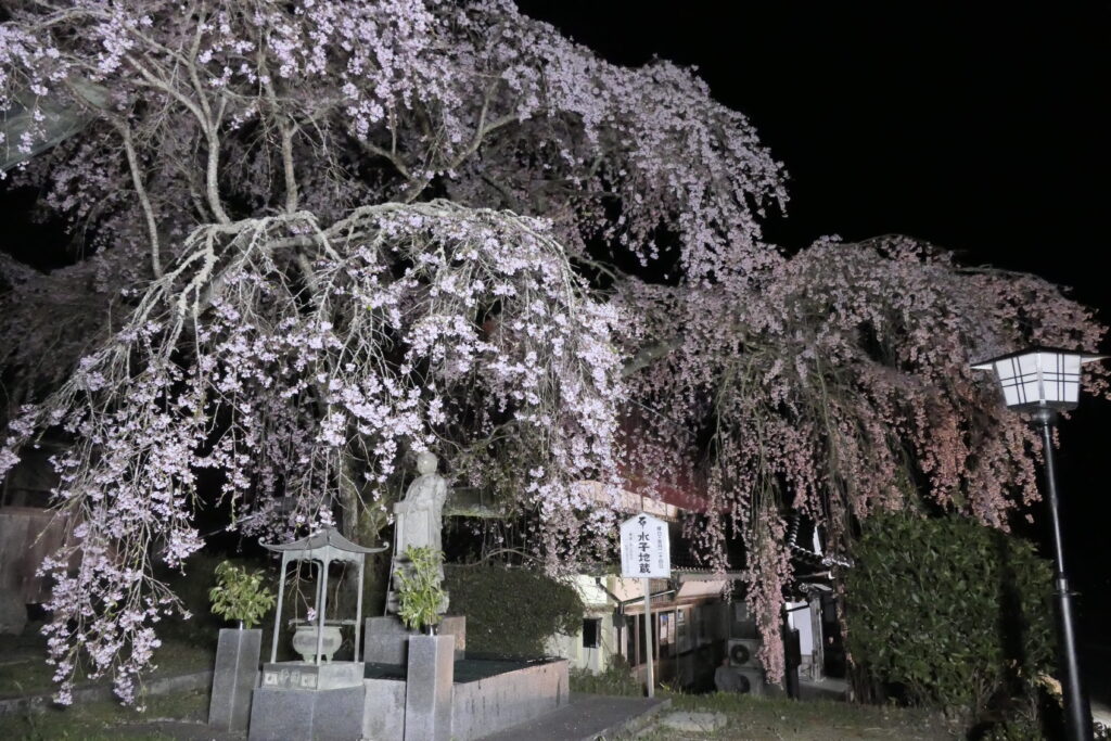 傘のように広がり境内を覆う枝垂れ桜