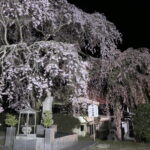 傘のように広がり境内を覆う枝垂れ桜