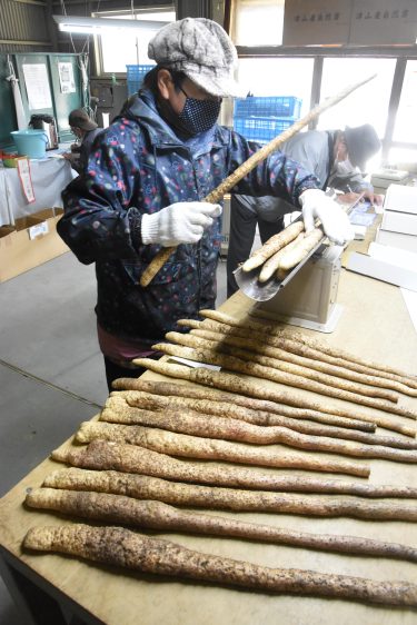 高倉地区特産の自然薯（じねんじょ）が収穫期を迎え、１日から出荷が始まった