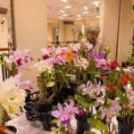 会場に並ぶさまざまな洋ラン=岡山県津山市で