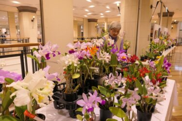 会場に並ぶさまざまな洋ラン=岡山県津山市で