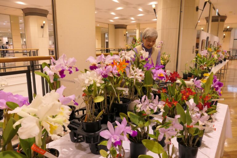 会場に並ぶさまざまな洋ラン=岡山県津山市で