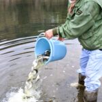 フナの幼魚を放流する組合員