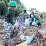 収穫したサツマイモを運ぶ園児=岡山県津山市で