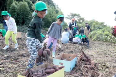 収穫したサツマイモを運ぶ園児=岡山県津山市で