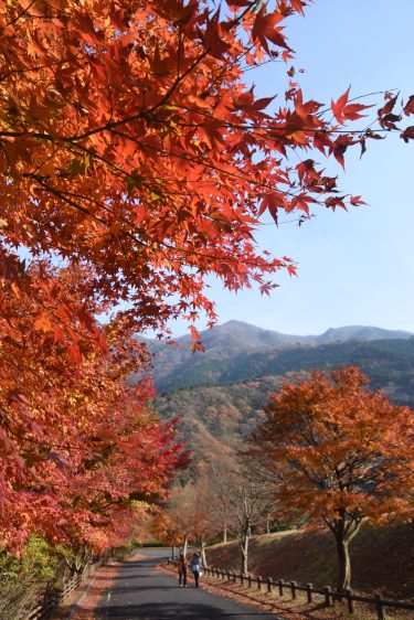加茂町下津川の津川ダム周辺で紅葉が見ごろを迎える
