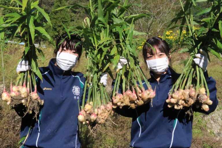 掘り出された新ショウガ