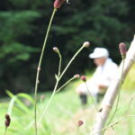 田んぼのあぜに咲くワレモコウ＝岡山県津山市で