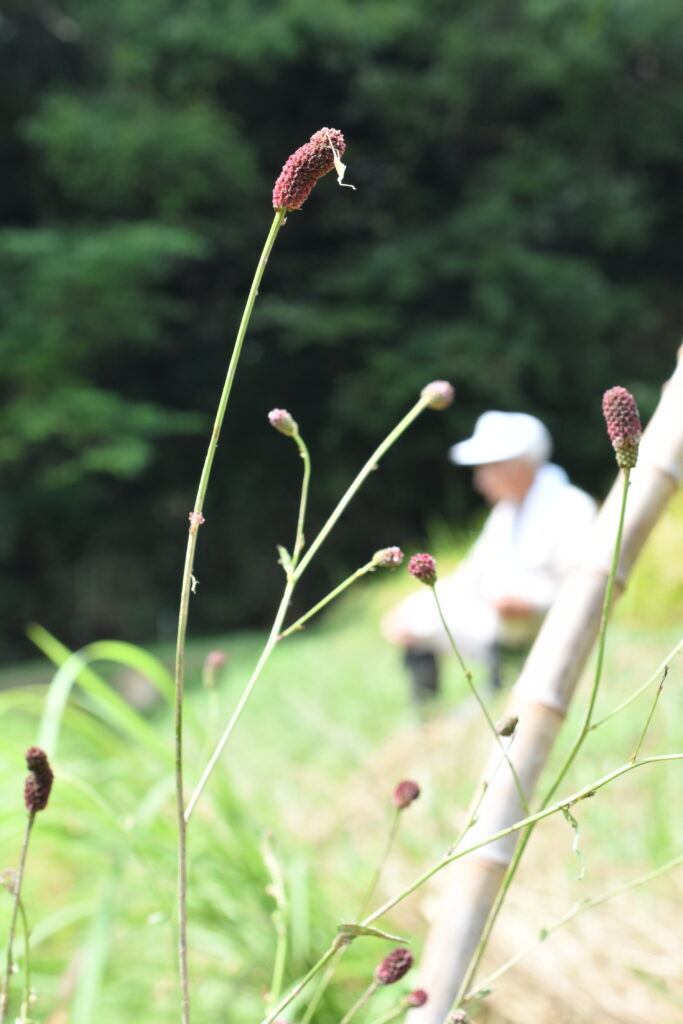 田んぼのあぜに咲くワレモコウ＝岡山県津山市で