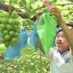 袋かけを体験する児童=岡山県津山市で