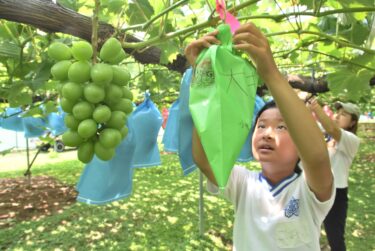 袋かけを体験する児童=岡山県津山市で