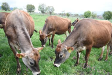青々とした牧草地に放されたジャージー牛=岡山県真庭市で