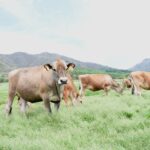 青々とした牧草地に放たれたジャージー牛=岡山県真庭市で