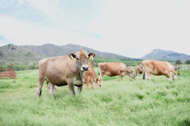 青々とした牧草地に放たれたジャージー牛=岡山県真庭市で