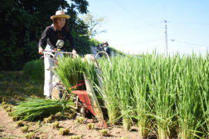 正月のお飾りに使うための稲を収穫する中島さん=岡山県津山市で