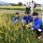 津山産パン用小麦「せときらら」のほ場を見学する参加者=岡山県津山市で
