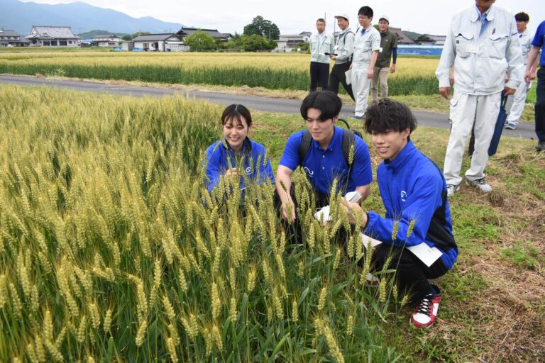 津山産パン用小麦「せときらら」のほ場を見学する参加者=岡山県津山市で
