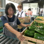 運び込まれた新鮮でみずみずしいジャンボピーマン＝岡山県津山市で