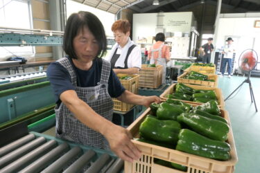 運び込まれた新鮮でみずみずしいジャンボピーマン＝岡山県津山市で