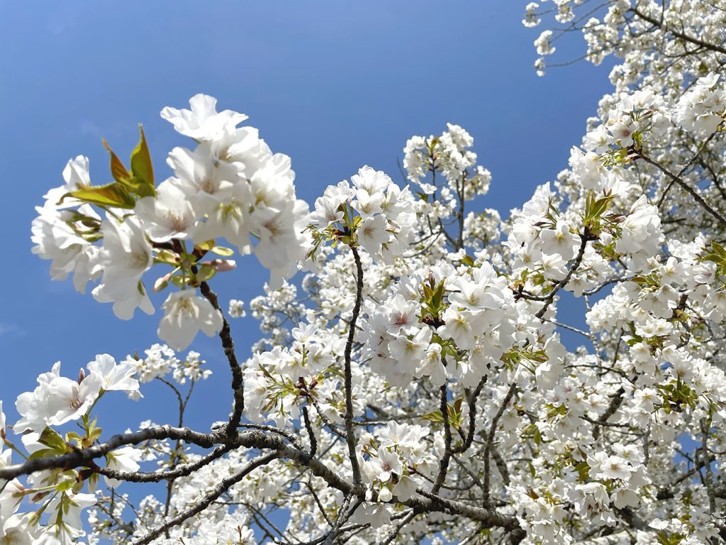 青空と満開のオオシマザクラ=2023年4月4日午前11時37分