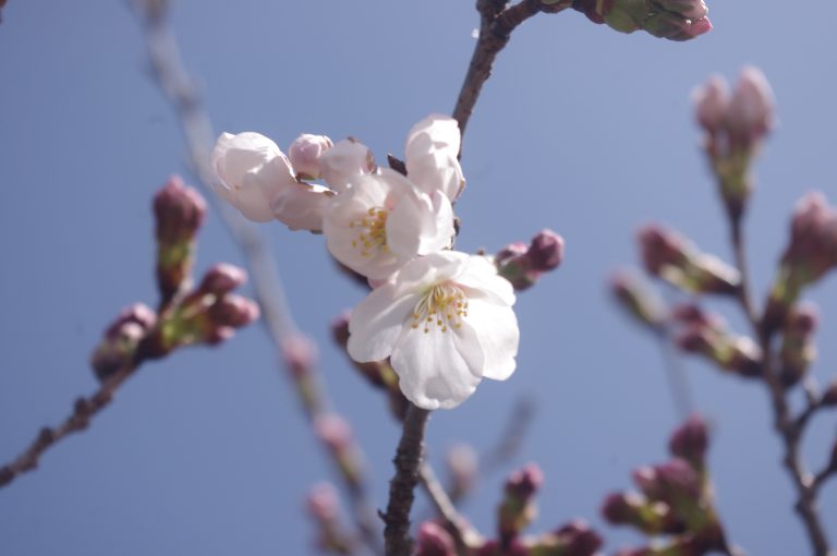 開花した津山城のソメイヨシノ