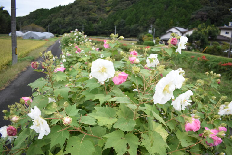 美咲町打穴下で咲くフヨウ=岡山県美咲町で