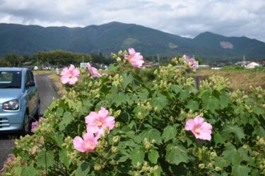 ピンクや白の「花の小路」　フヨウが見頃迎え　次々花開く／岡山・奈義町